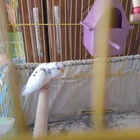 مرغ عشق جوان|پرنده|الوند, |دیوار