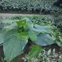 پتوس زعفرانی کینگ