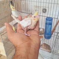 عروس هلندی سرلاکی|پرنده|مرودشت, ژیان|دیوار