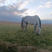 مادیان اصیل کردی از نسل اسبان قدیمی