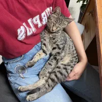 واگذاری بچه گربه dsh