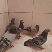 کفتر  پلاکی