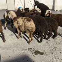 بره(نر ماده)