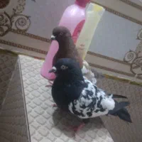 کبوتر سینهای|پرنده|کرباسک, |دیوار