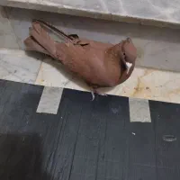 سرخ کالکی نر|پرنده|سبزوار, قصبه شرقی|دیوار