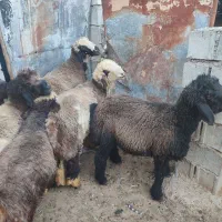 بره چاق چاق