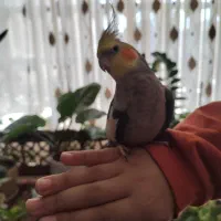 یک عدد عروس هلندی نر و دو عدد کوتوله نر و ماده