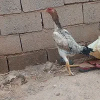 جوجه لاری اوشامواصیل