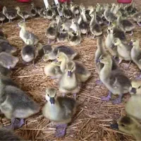 فروش انواع جوجه