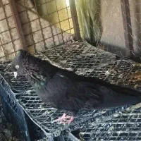 زاغ آبادانی