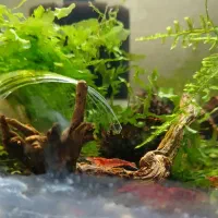 شریمپ ردچری پلکو