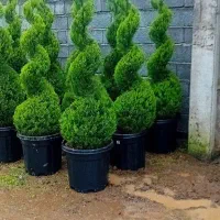 لاوسون پیچ|گل و گیاه طبیعی|چابکسر, |دیوار