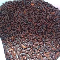 بذر لوبیا سبز