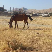 ثلاث