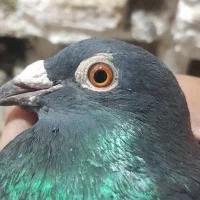 کبوتر|حیوانات|زیرکوه, |دیوار