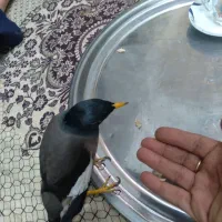 جوجه مینا ۵ ماهه