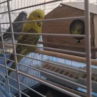 مرغ عشق مولد|پرنده|پردیس, فاز ۴|دیوار