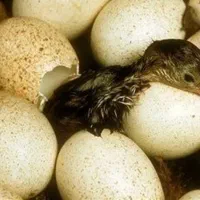 جوجه بوقلمون