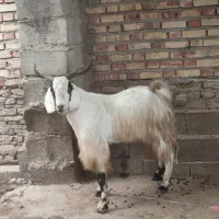 یک عدد بز نر چاق قصابی