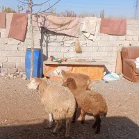 ۴ راس قوزی و بره