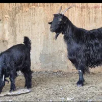 فروش دو راس بز  دوکهره ای|حیوانات مزرعه|طسوج, |دیوار