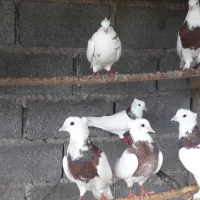 کبوتر طوقی