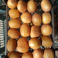 کیوی درجه یک شمال