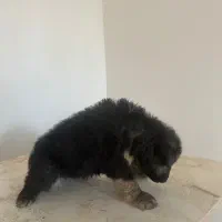 مو بلند ژرمن|سگ|قدس, شهر‌قدس|دیوار