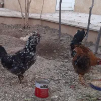 مرغ و خروس گلین|حیوانات مزرعه|کاشان, قطب راوندی|دیوار
