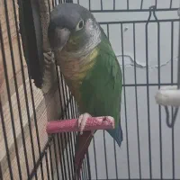 گرینچیک نر سخنگو