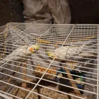 عروس هلندی|پرنده|مشهد, امیرآباد|دیوار