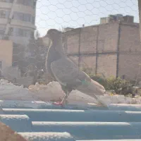 کبوتر کفتر|پرنده|باغستان, |دیوار