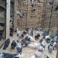 کبوترکاشونی