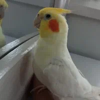 عروس هلندی با تخم