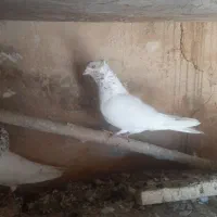 ۸ تا کفتر تمیز سرحال به شرط