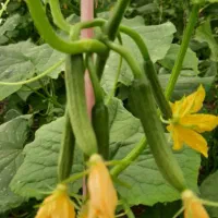 فروش زمین ۳۷هکتاری ویژه گلخانه بامجوزوباچاه آب|فروش زمین و ملک کلنگی|خرمدره, |دیوار