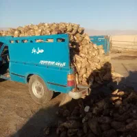 چقندر قند