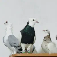 نر طوقی سیاه فوق درشت شش دانگ