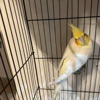 عروس هلندی نر لوتینو ۸ ماهه