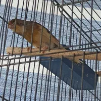 قناری نر|پرنده|شاهینشهر, شهرک گلدیس|دیوار