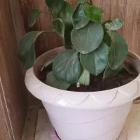 دیفن باخیا|گل و گیاه طبیعی|نورآباد, |دیوار