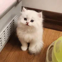 زیباترین گربهها برای شما (بریتیش/اسکاتیش/پرشین)|گربه|اصفهان, جلفا|دیوار