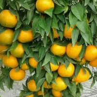 نهال|گل و گیاه طبیعی|ایذه, |دیوار
