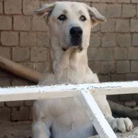 پژدر اصیل ماده وسراب زات قدیم نر