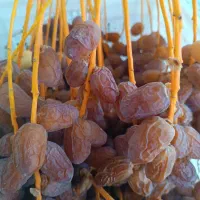 پاجوش خرمای برحی اصل ارائه تعهدمعتبرثبتی|گل و گیاه طبیعی|بهبهان, |دیوار