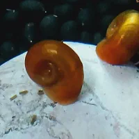 حلزون رم شورن آکواریمی