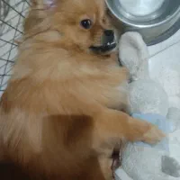 سگ پامرین آپارتمانی|سگ|سلمان‌شهر, |دیوار