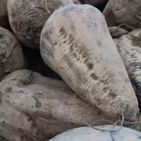 چغندر قند دامی