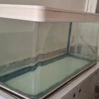 آکواریوم|ماهی|آبادان, |دیوار