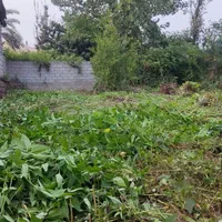 علف زنی،سمپاشی،برش درخت،درختکاری ،خدمات باغبانی|خدمات باغبانی و درختکاری|رودسر, |دیوار